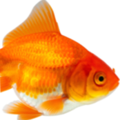 Brennan Jones: Fishy