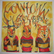 Excellent domestic short hair