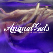 Animal Guts