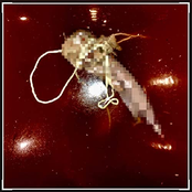 All Cods Are Bastards