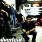 Silverleaf