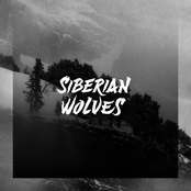 SIBERIAN WOLVES