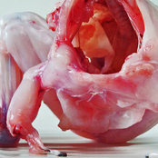 Split with Phyllomedusa