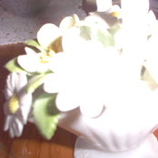 scientists puzzle over clownfishes