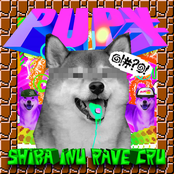 Shiba Inu Rave Cru