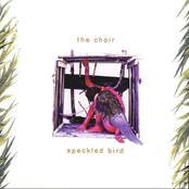 The Choir: Speckled Bird