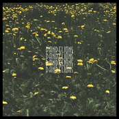 Dandelions