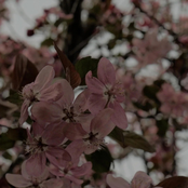 Scrutiny (feat. Eris) - Single