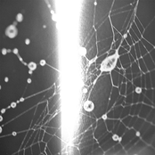 06 (2011) Companion I.