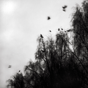 Where All Light Dies