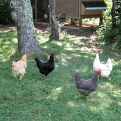 Background Behind Pattern