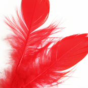 Red Feathers