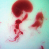 Mother's Blood Edition