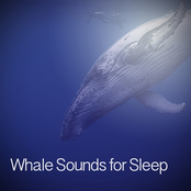 Whale Sounds for Sleep