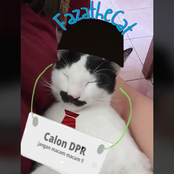 Miaw Miaw Song