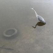 A Shouting Throughout Heaven