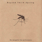 The Mosquito Live Performance