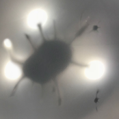 Seeing the Beauty - EP