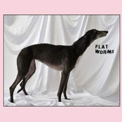 Flat Worms: Flat Worms