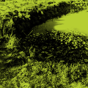 Swamp Tapes 008