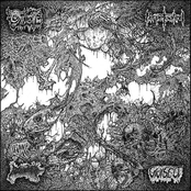 Oxalate / Perpetuated / Blood Spore / Vivisect