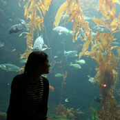 aquarium drunkard sess