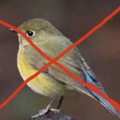 FUCK BIRDCICLE (He My Opp)