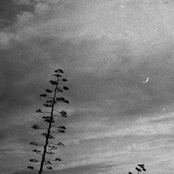 introspective loop selection I.