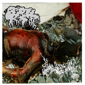 Split with K9 Hemorrhoids