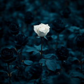 Dying To Be Different (Live)