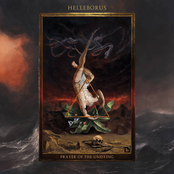 Helleborus: Prayer of the Undying