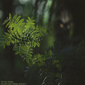 Zauberwald (Sleep Edition)