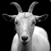 Year of the Goat