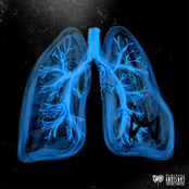 Lungs