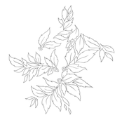 Momenta Quintae Essentiae