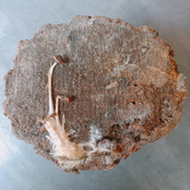 Seven Stages Of Grief II