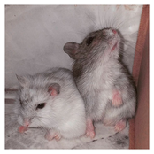 Apesar dos Meus Problemas