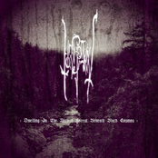 Dwelling In The Ancient Forest Beneath Black Cosmos