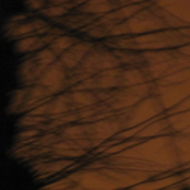 Hibernate Sampler Volume 8