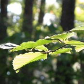 In the Light of Life