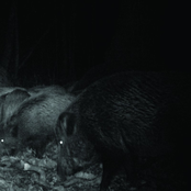 Niteris/Крюкокрест