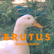 Zach Sherwin: Brutus