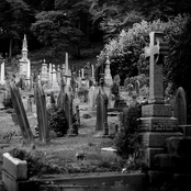 Dead Oak Tree in the Cemetery