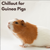 Chillout for Guinea Pigs