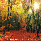 Promenades en forêt