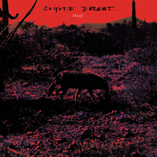 coyote desert