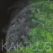 Kaktuus