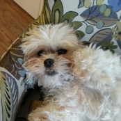 i cannot wait to die (fast)