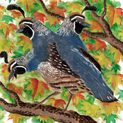 Wackbirds