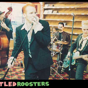 rattled roosters